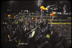 EXIF_HDL_ID_1