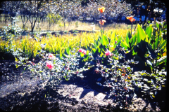 EXIF_HDL_ID_1