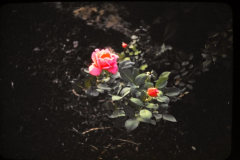 EXIF_HDL_ID_1