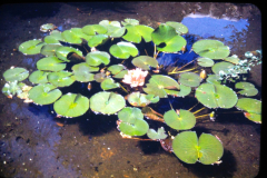 EXIF_HDL_ID_1