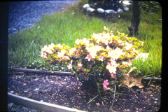 EXIF_HDL_ID_1