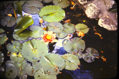 EXIF_HDL_ID_1