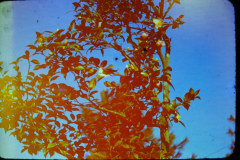EXIF_HDL_ID_1